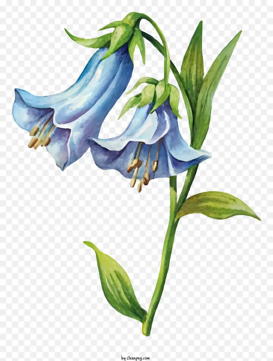 Blue Bellblume Blütenblätter tiefblaues Zentrum Staubblatt - Blaue Glockenblume in voller Blüte, verwelkte Blätter