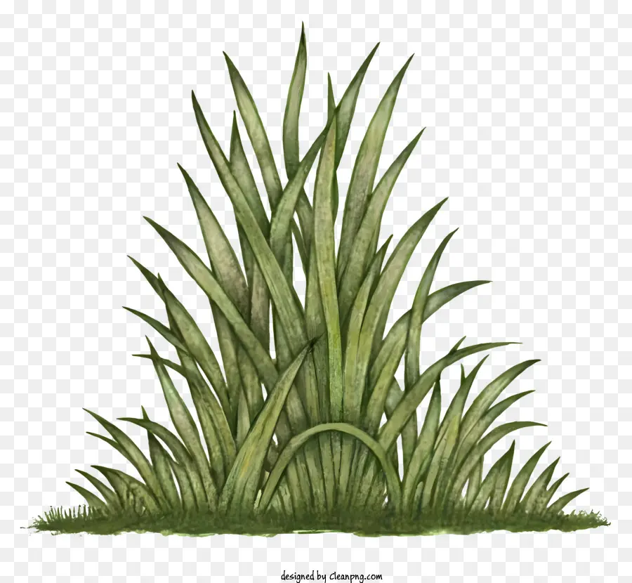 green grass field of grass tall blades of grass fresh grass thin grass blades