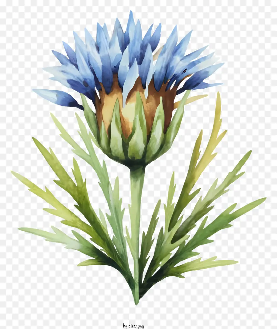 Thistle Blumen Aquarellmalerei Wildblumen Nordamerika Blaue Blütenblätter - Aquarellmalerei eines blauen Distels auf Schwarz