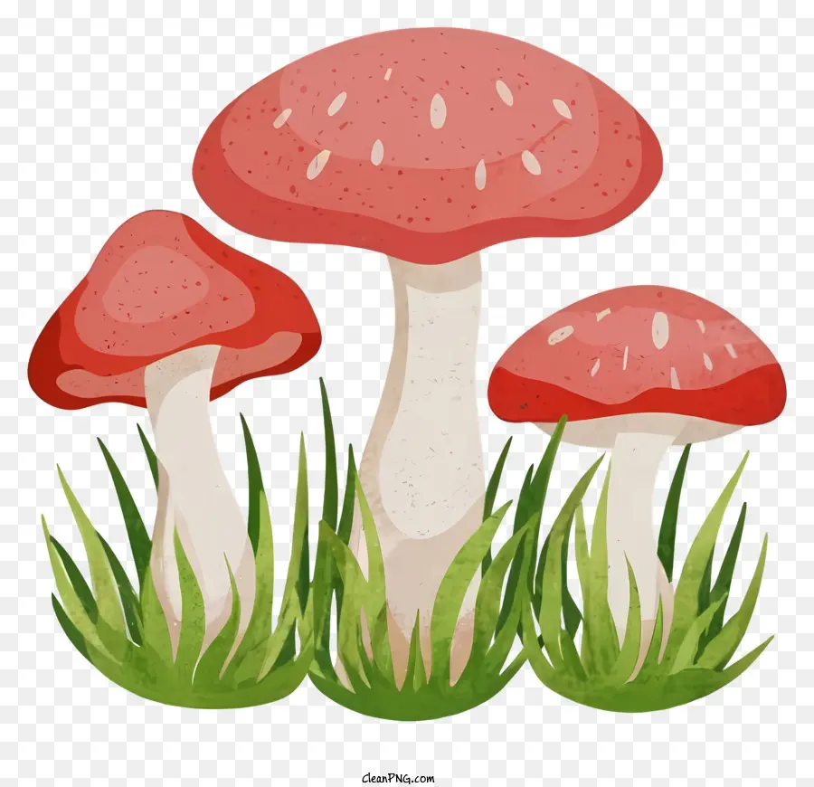 funghi di funghi rossi funghi funghi con folli bianchi con macchie bianche steli di funghi - Tre funghi rossi con macchie bianche sull'erba