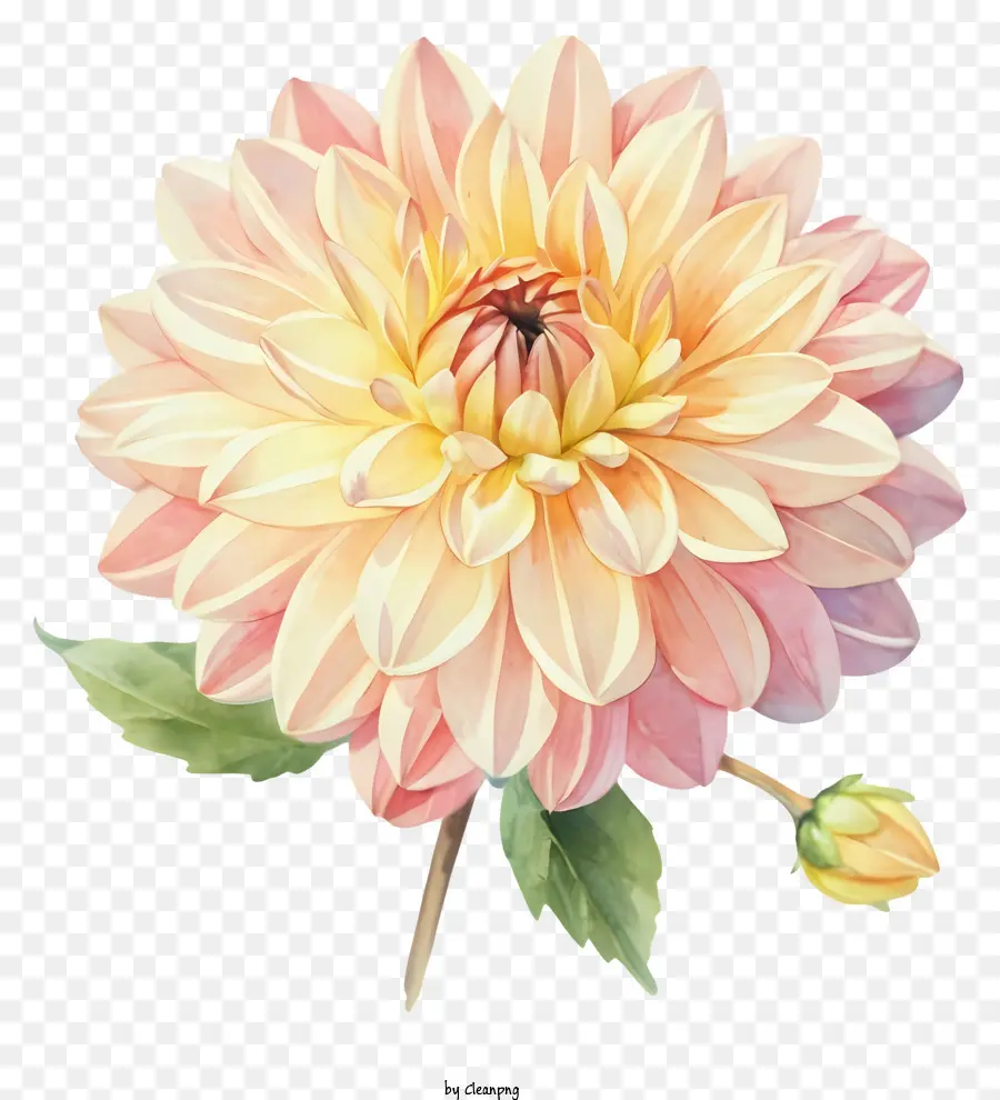 Hoa Daffodil màu hồng và hoa Daffodil hoa Cánh hoa hướng xuống thân cây màu hồng và màu vàng - Daffodil màu hồng và vàng với cánh hoa hướng xuống