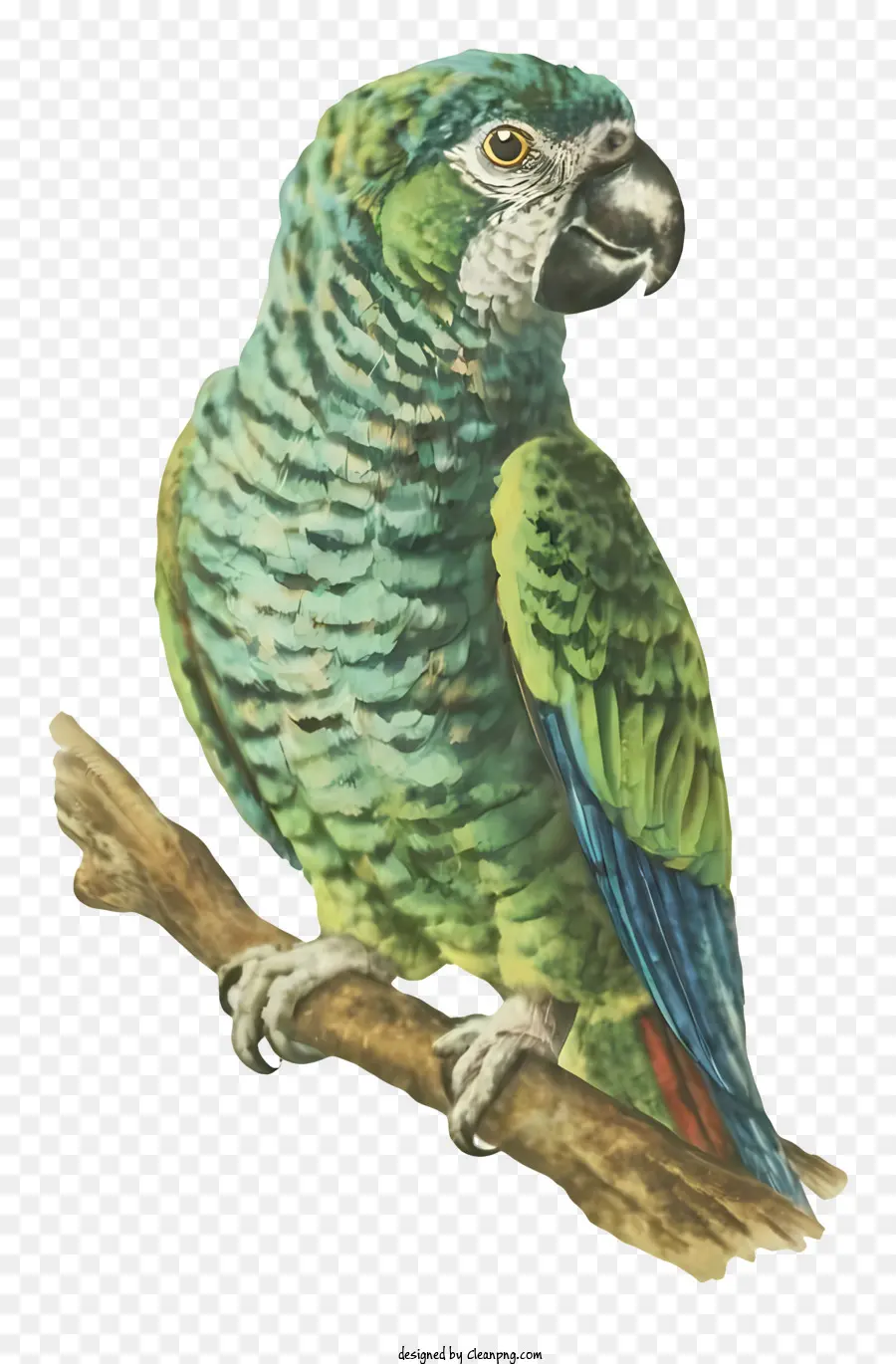 green parrot wings spread out perched bird tail feathers blue beak