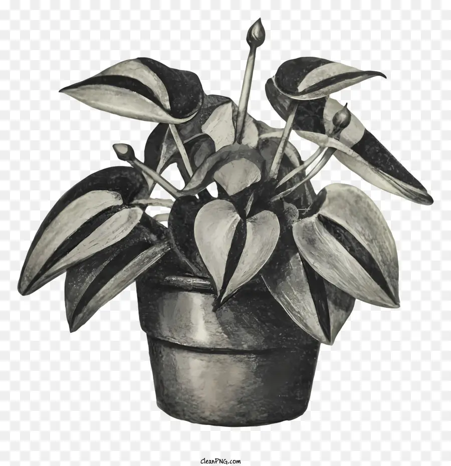 foglie di piante in vaso foglie verdi e bianche foglie piccole - Immagine realistica della pianta in vaso con foglie verdi e bianche