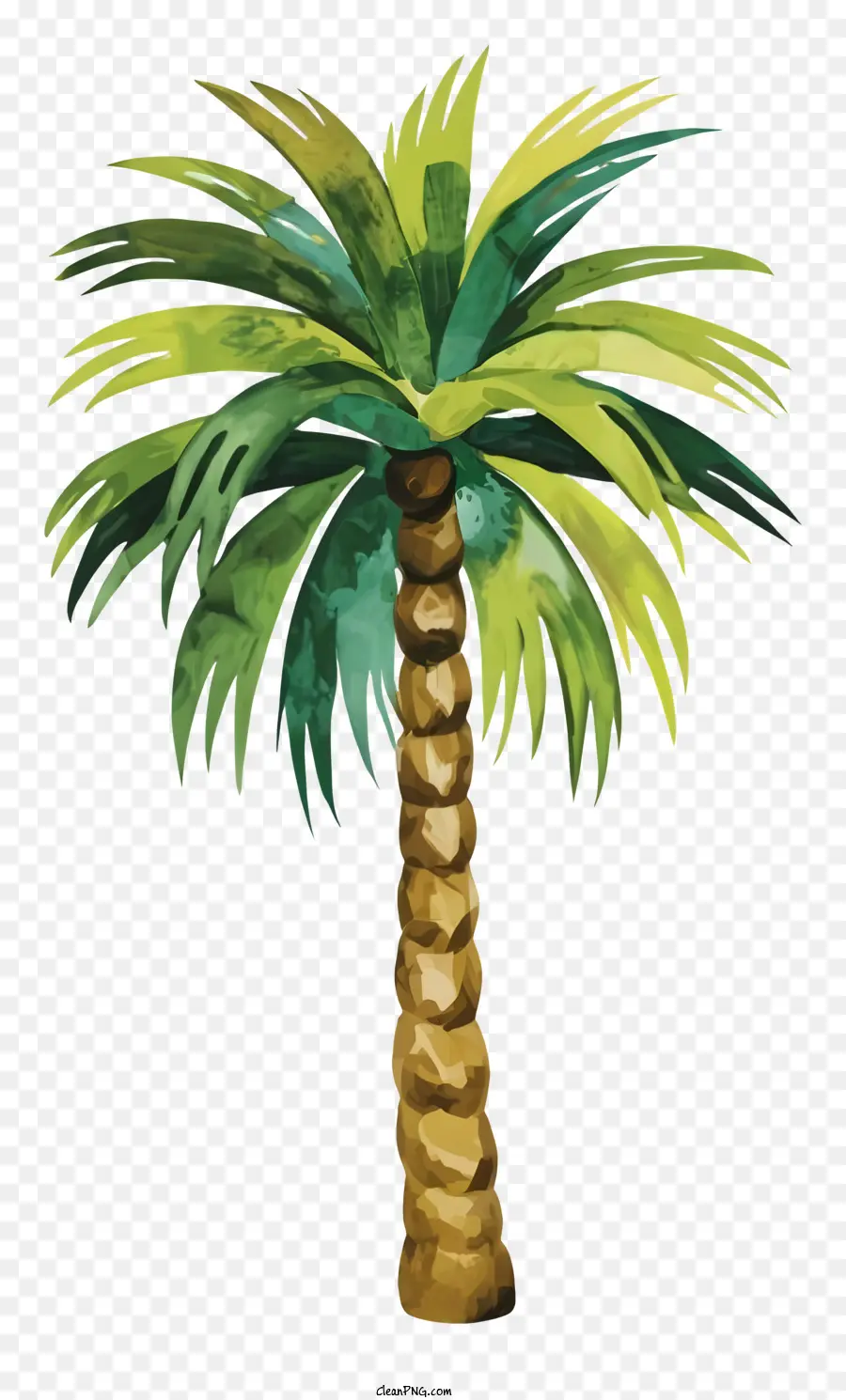 albero di palma - Palma alta e sana con foglie vibranti