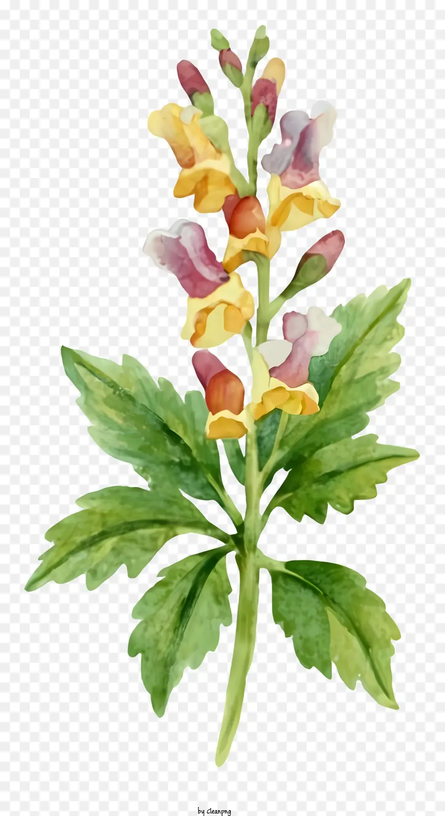 Aquarellmalerei gelbe und rot Blumengrün Stiel Volle Blütenblätter offen - Aquarellmalerei einer blühenden zarten Blume