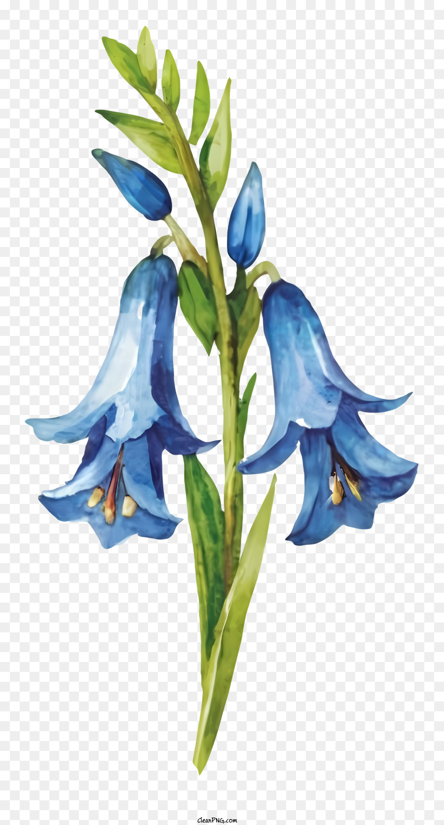 Blaue Blume - Blaue Blume mit weißem Zentrum und grünem Stiel