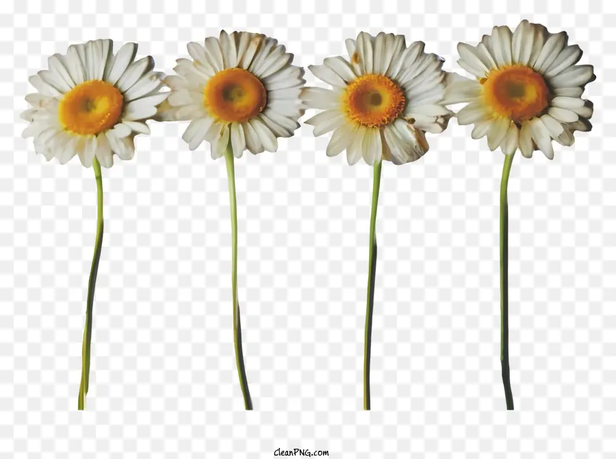daisy - Hoa cúc cách điệu với các trung tâm màu vàng trên nền đen