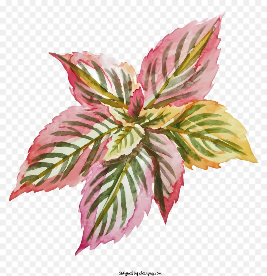Topfpflanze Aquarellmalerei schwarzer Hintergrund rosa und grüne Blätter gelber Stiel - Farbenfrohe Topfpflanze auf schwarzem Hintergrund gemalt
