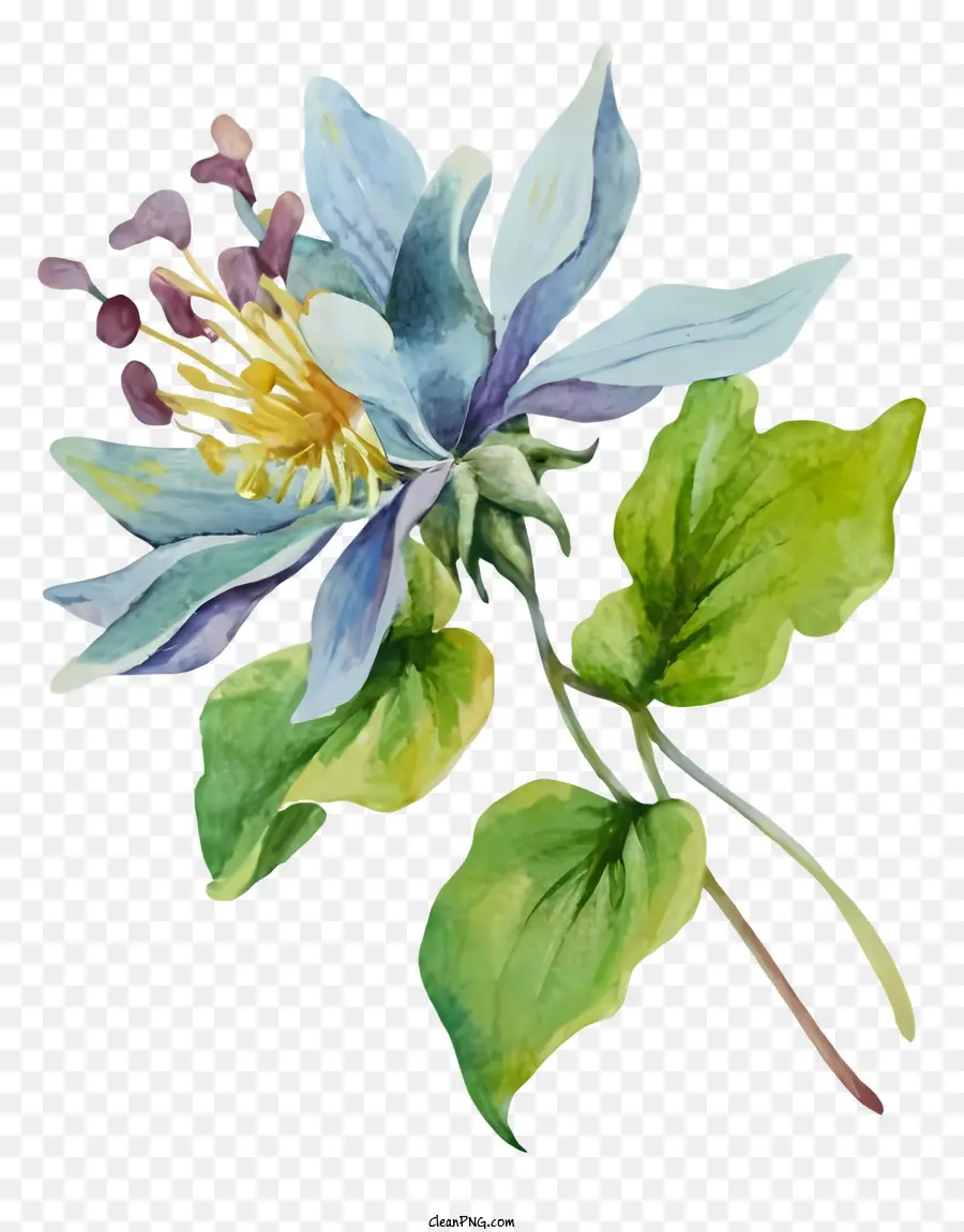 Blütenstiel - Aquarellmalerei von lila Clematis in Blüte