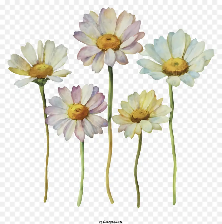 Daisies Daisies di pittura ad acquerello daisies gialle margherite fiorisce - Pittura ad acquerello di margherite bianche e gialle in fiore