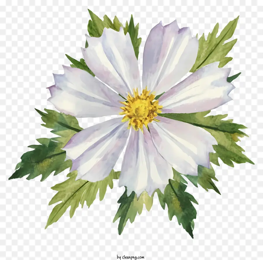 fiore bianco - Pittura ad acquerello di fiore bianco con centro giallo