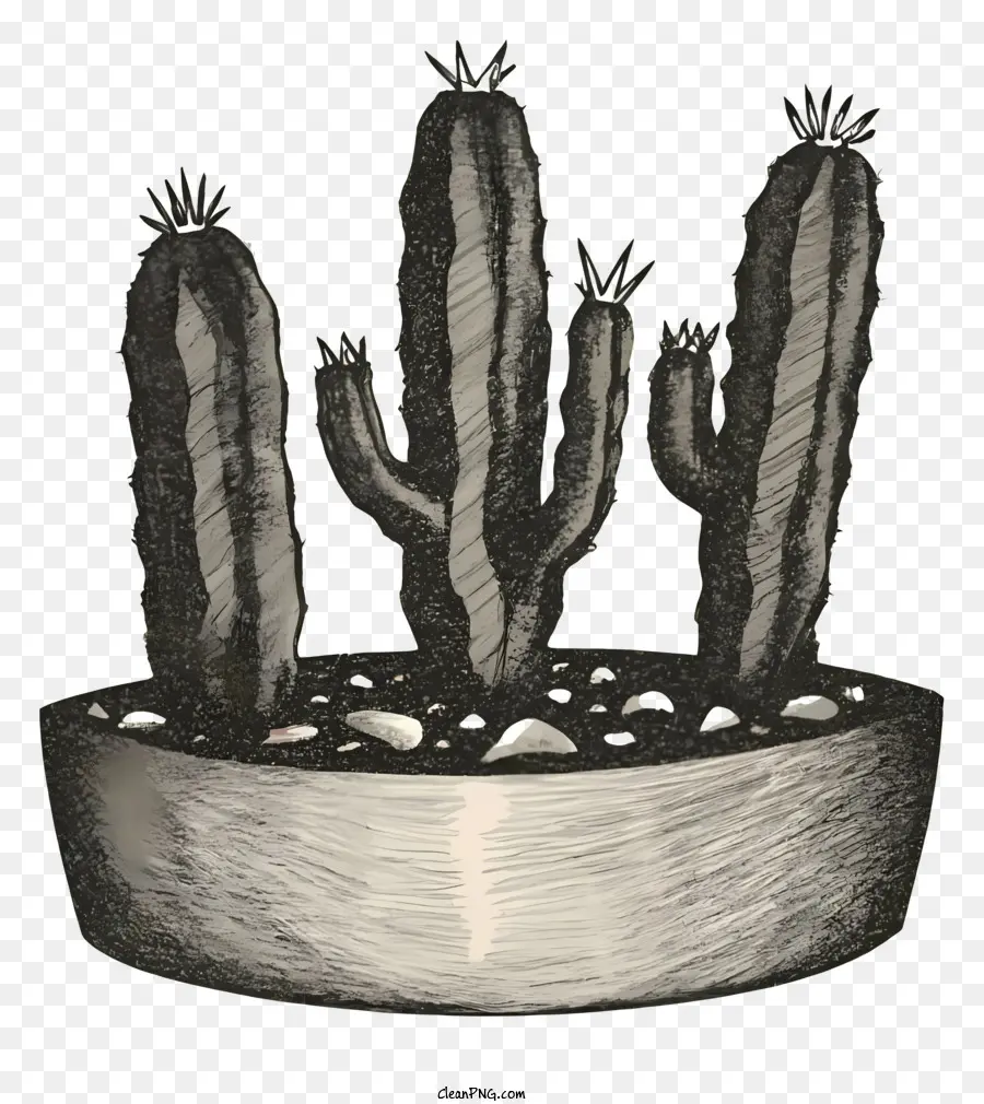 Kaktuspflanzen felsige Landschaft Zeichnen Schwarz -Weiß -Kreide oder Holzkohlestil - Schwarz -Weiß -Zeichnung von drei Kakteen