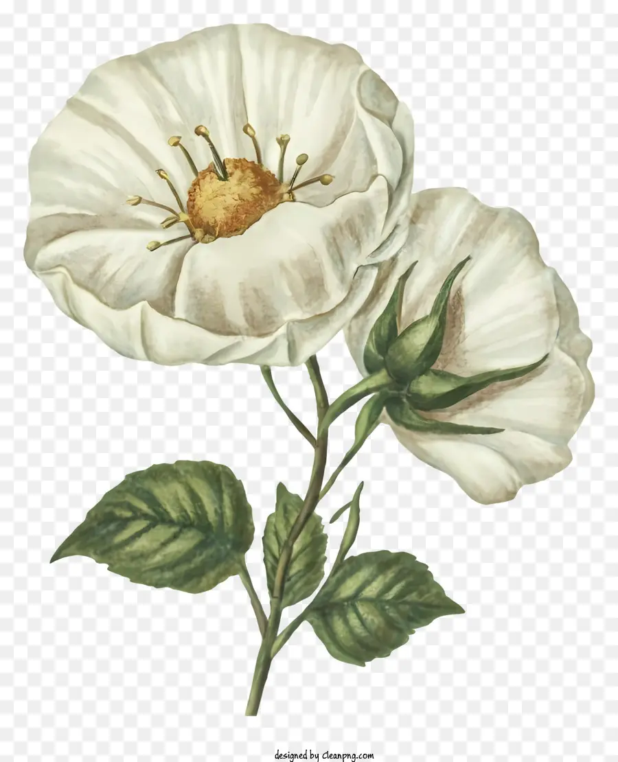 hoa trắng - Hoa trắng với năm cánh hoa và thân cây xanh