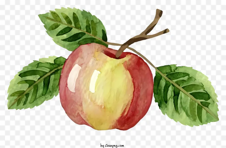 xanh lá - Bức tranh màu nước thực tế của một quả táo chín