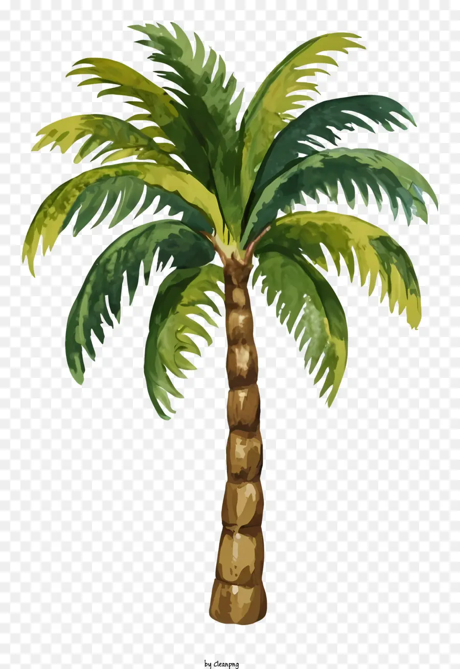 albero di palma - Palma verde lussureggiante con foglie a spirale