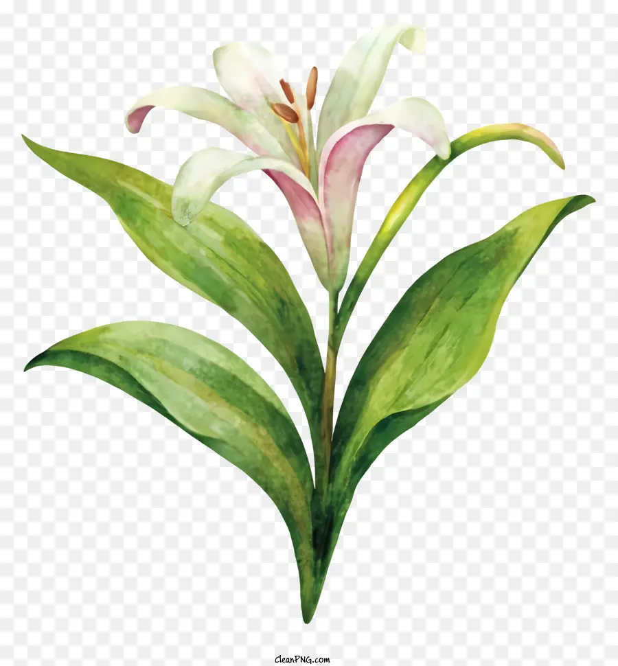 white lily black background pink center green leaves circular pattern