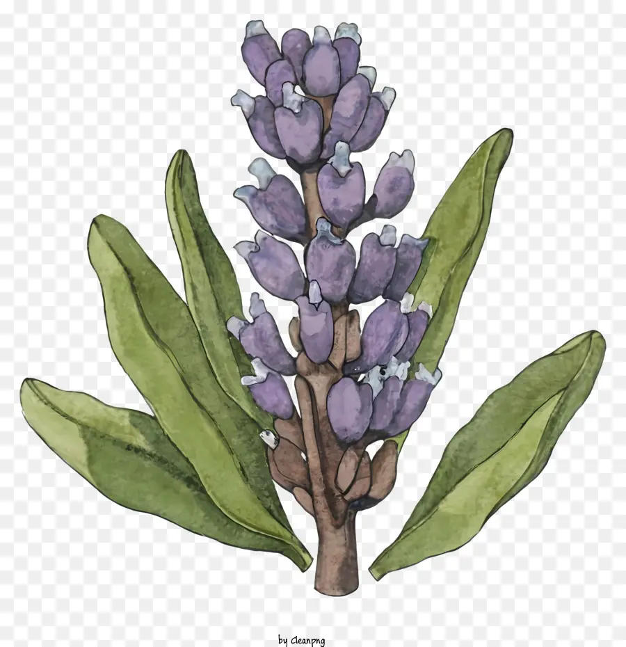 hoa tím - Hoa màu tím với lá màu xanh lá cây trong bình
