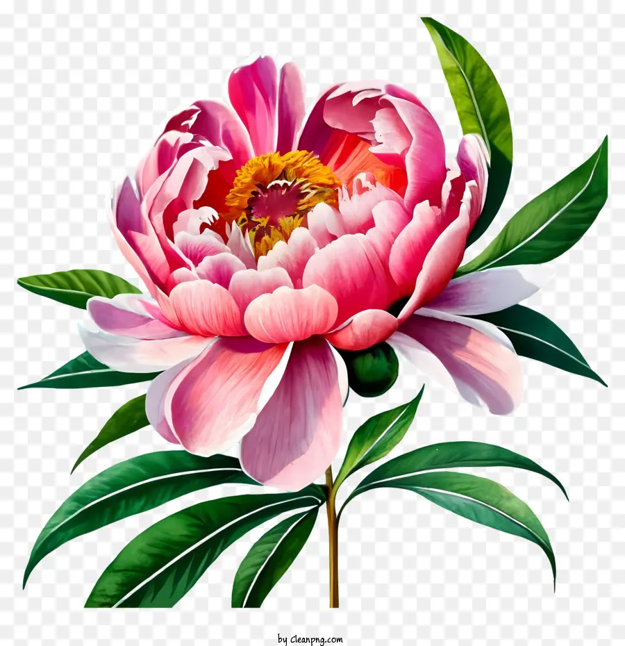 Fiori di peonia rosa Sfondo nero grande petali bianchi centri rosa foglie verde scuro - Fiore di peonia rosa con petali bianchi e foglie verdi