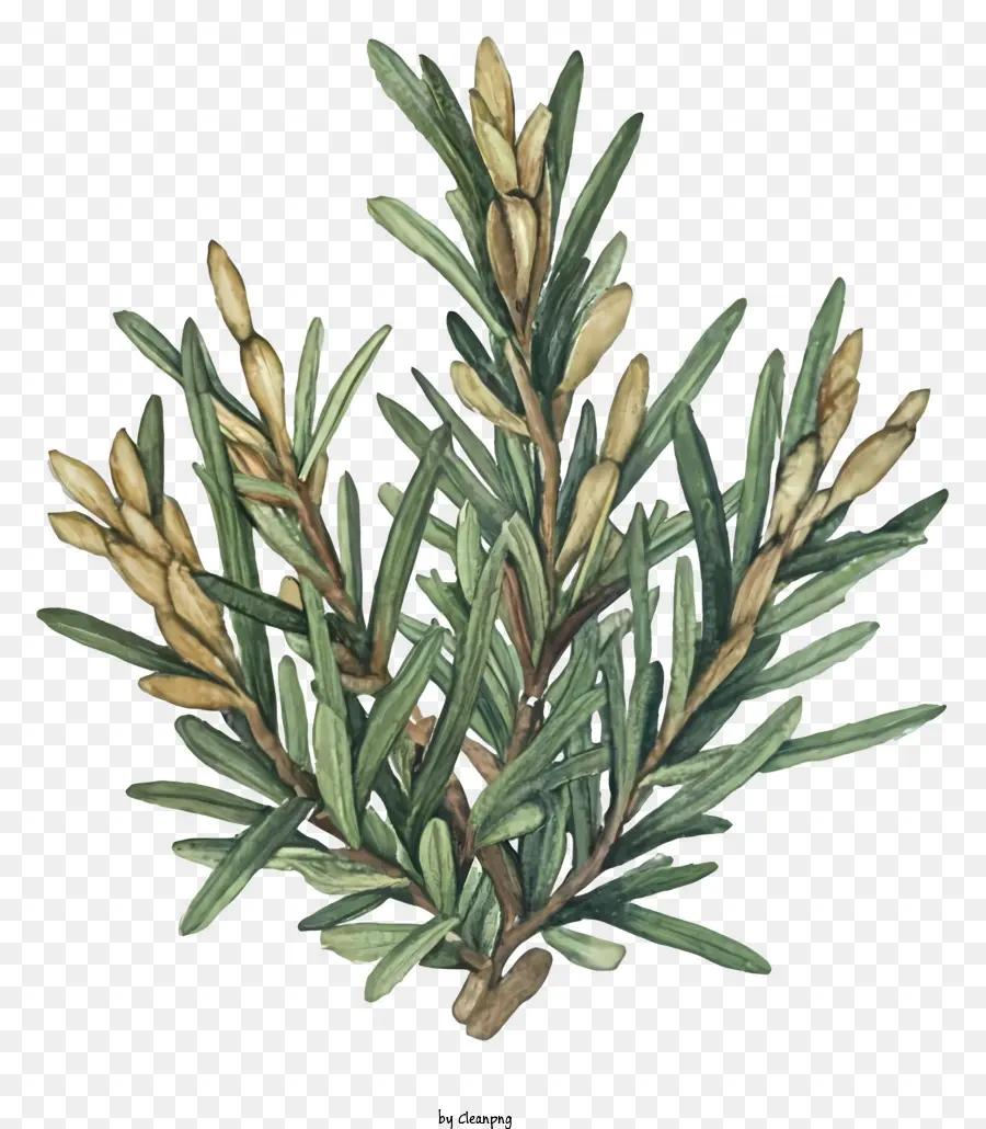 rosemary plant oval green leaves pinkish purple flowers symmetrical pattern thick and sturdy stem