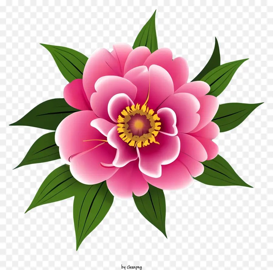 pink peony flower five-petal flower green stem black background center of the flower