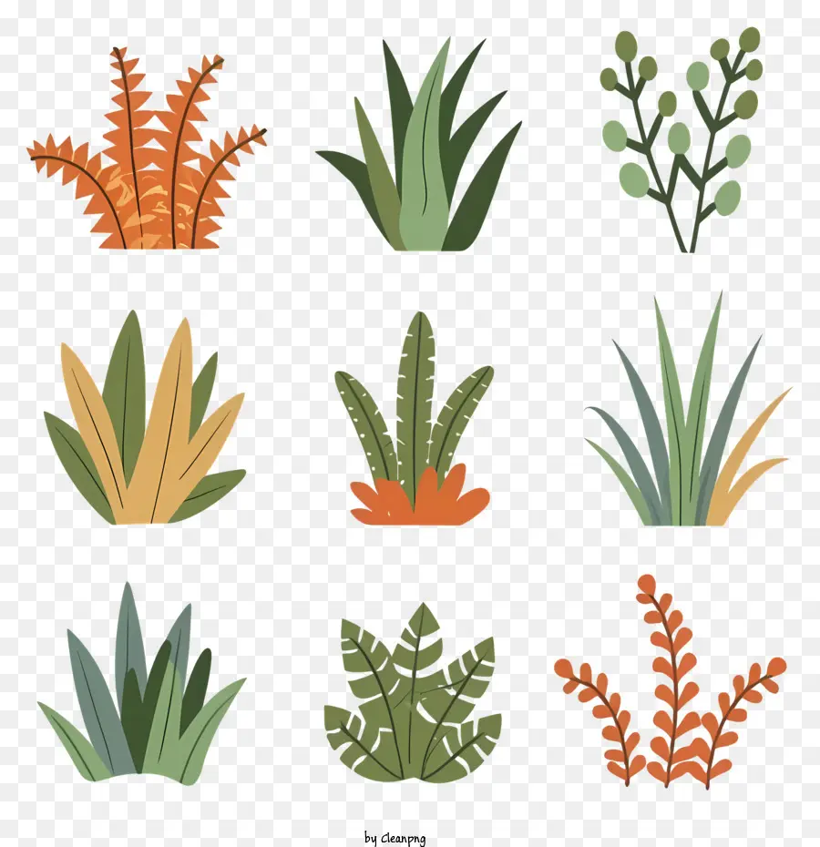 piante felci foglie di succulenti cactus - Diverse serie di piante tra cui felci e cactus