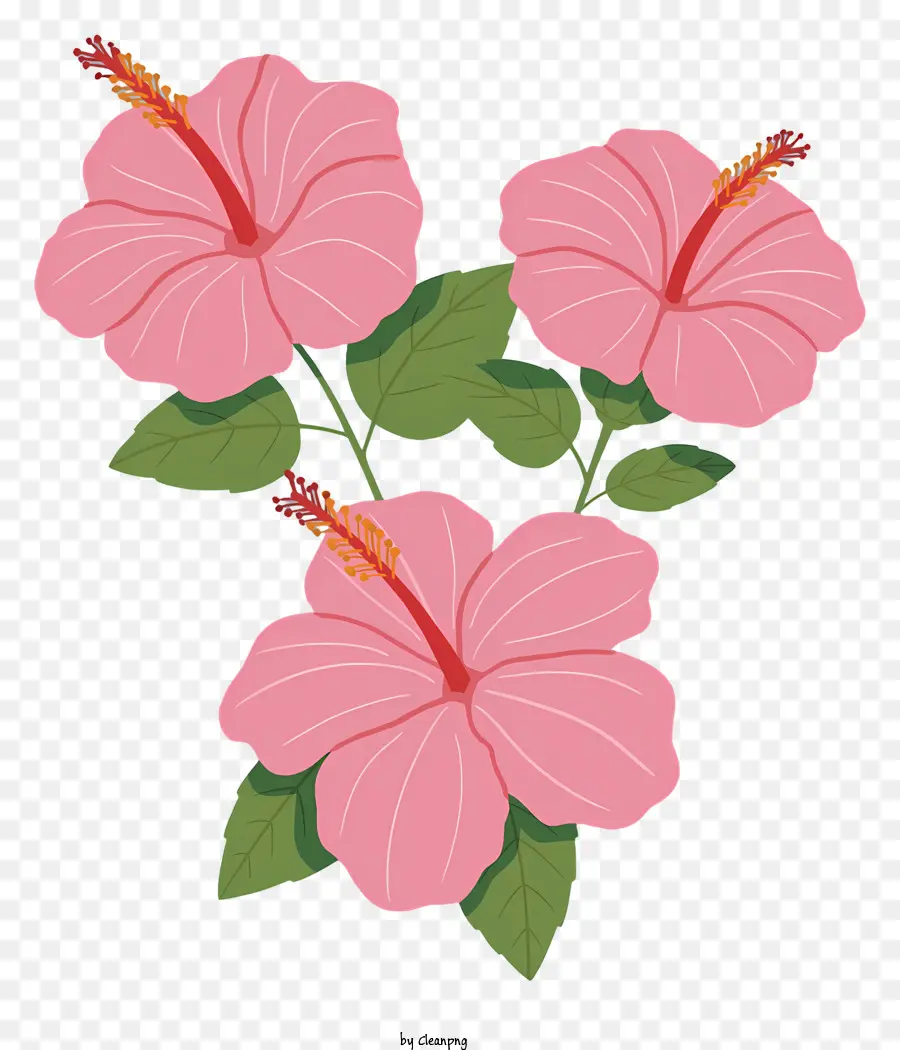 Hoa Hibiscus màu hồng cánh hoa hình trái tim nhỏ màu xanh lá cây sắp xếp hình tam giác Trung tâm màu hồng - Nhóm ba hoa Hibiscus màu hồng với lá