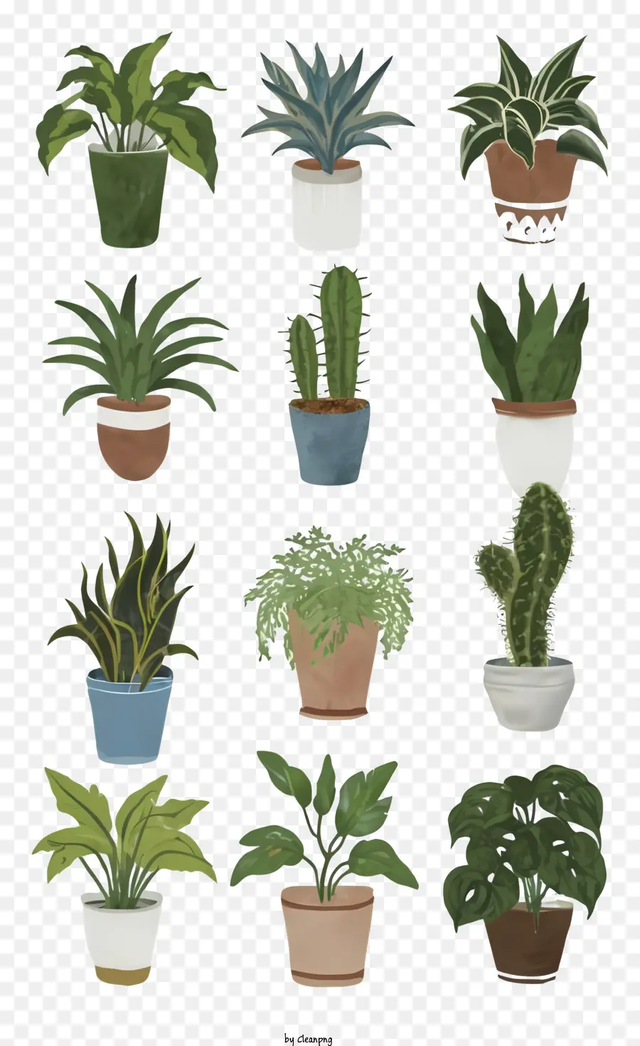 piante in vaso succulenti cactus foglie lunghe piante colorate - Piante colorate e vasi in vaso di varie dimensioni