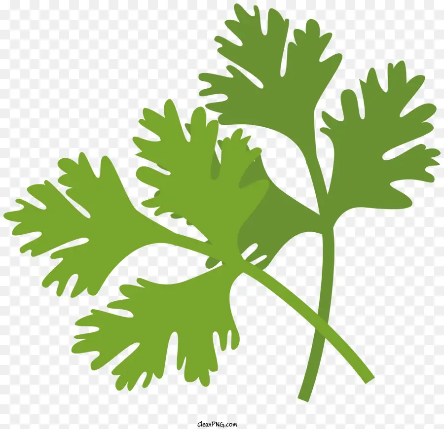 parsley leaf green color scheme dark background organized arrangement stems and leaves