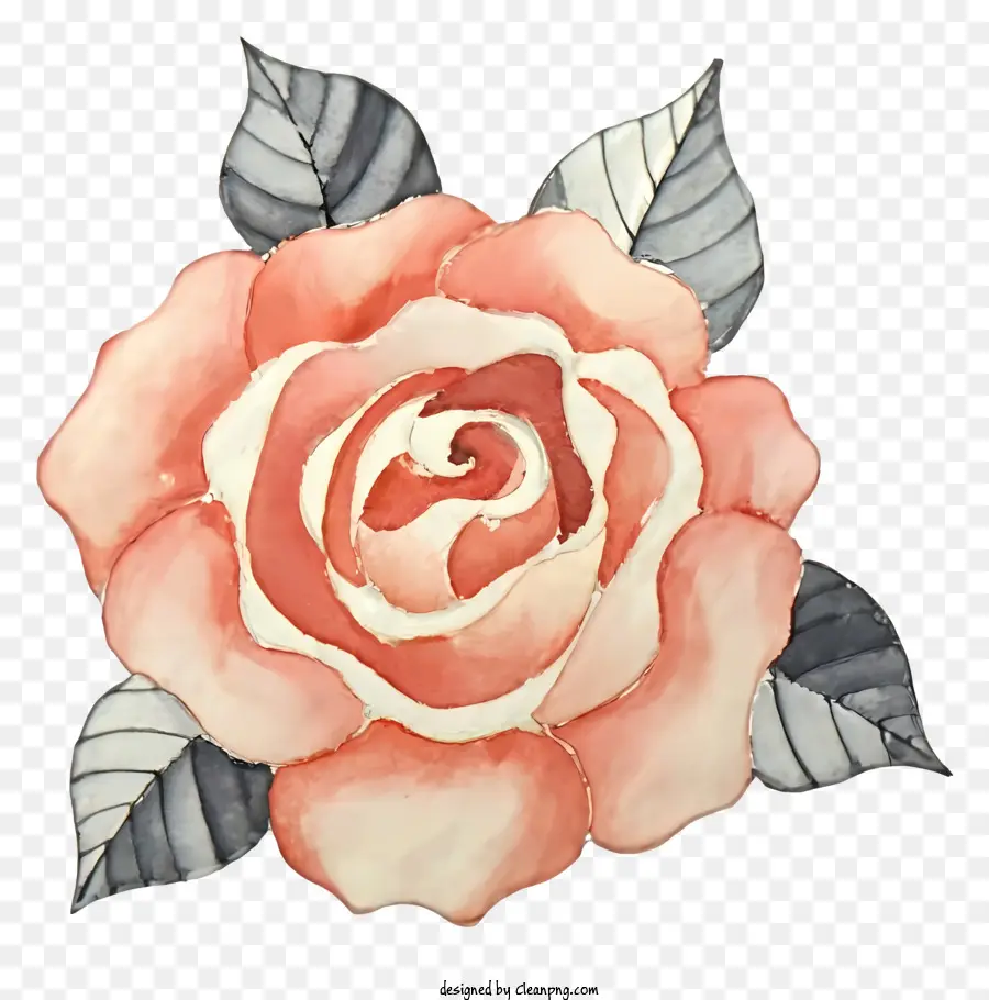 rosa rose - Farbenfrohe Aquarell Rose auf Schwarz -Weiß -Hintergrund
