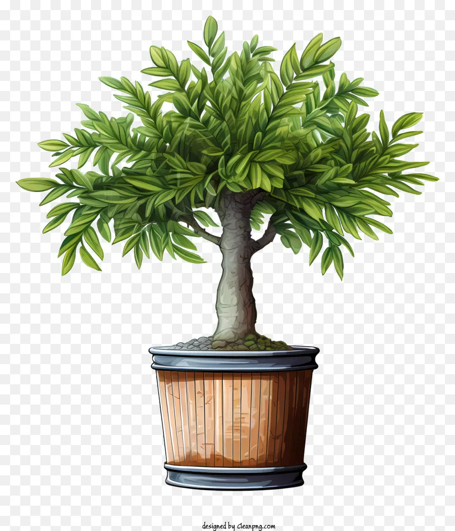 cây bonsai - Cây cây cảnh trung bình trong nồi nhựa màu nâu