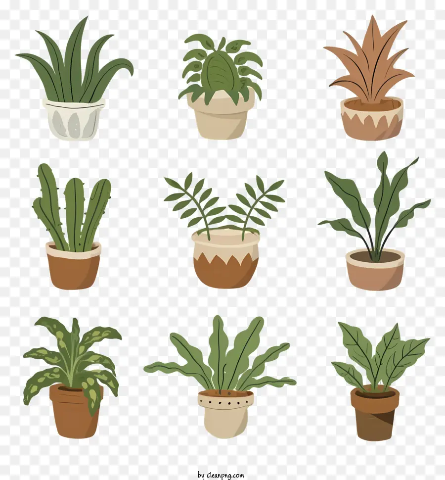 piante in vaso piante verdi foglie marroni foglie grigie fiori bianchi - Varie piante in vasi; 
foglie verdi e marroni