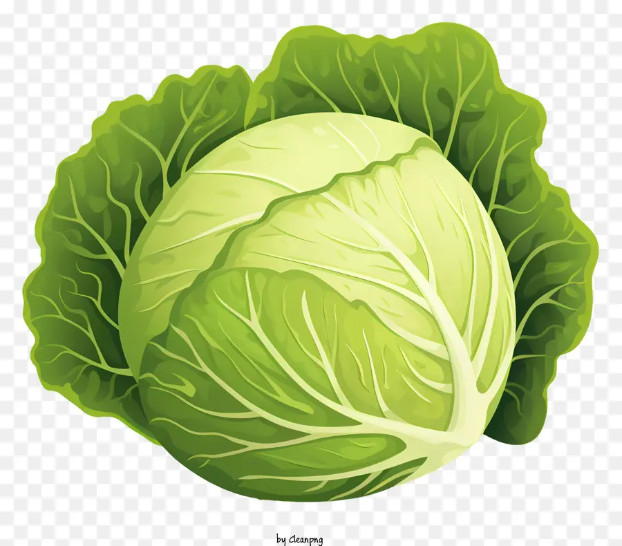 cabbage brassica family green cabbage round cabbage vegetable