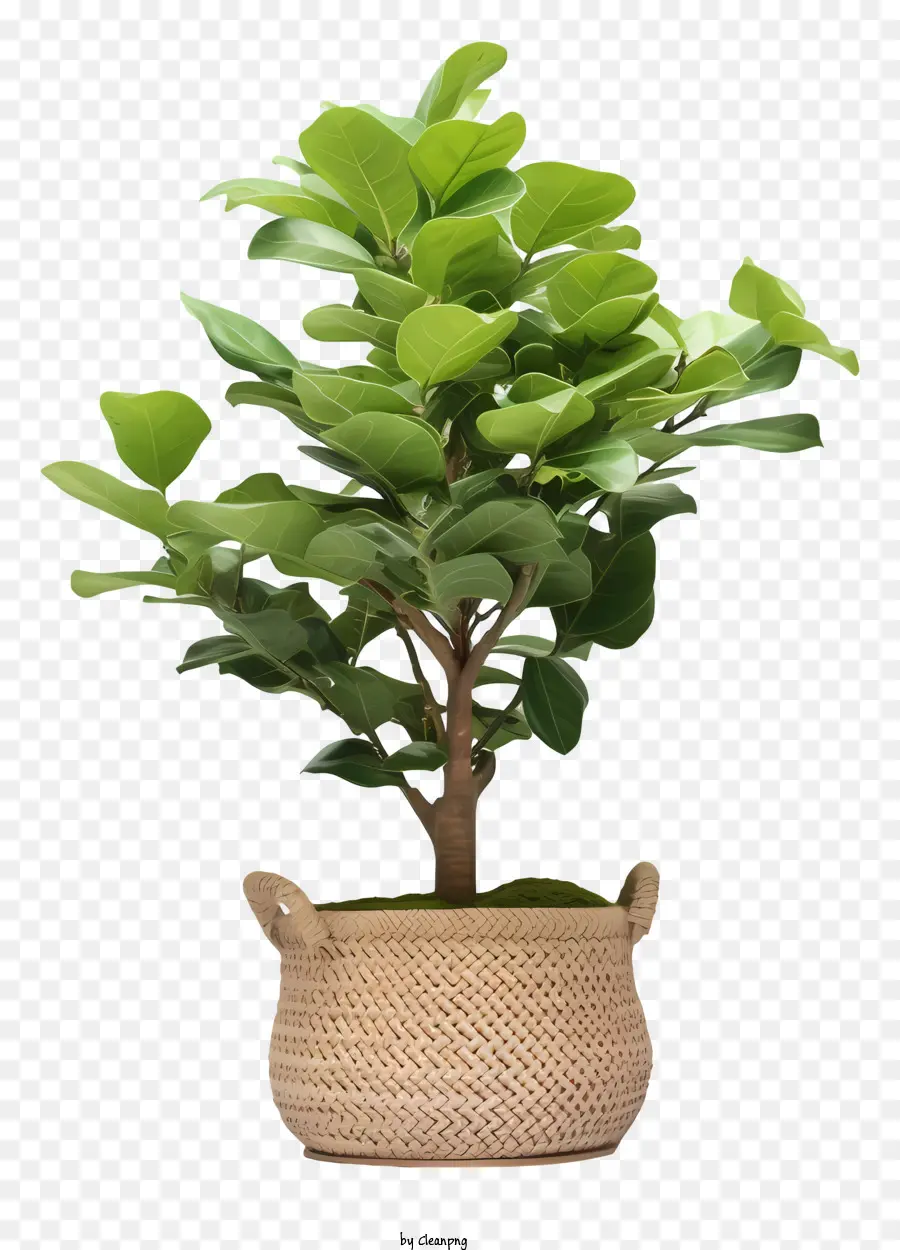 ficus albero verde ficus cestino piccolo cesto intrecciato grande foglia - Piccolo albero di ficus verde nel cestino tessuto