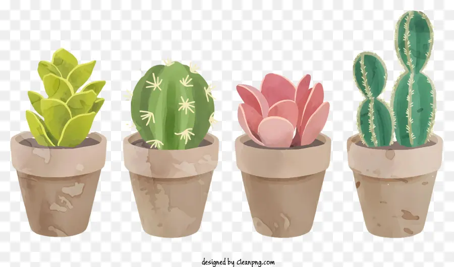 Piante di cactus Piante in vaso Fiori di cactus Disposizione di cactus Fiori di cactus rosa - Tre piante di cactus in vaso con fiori rosa