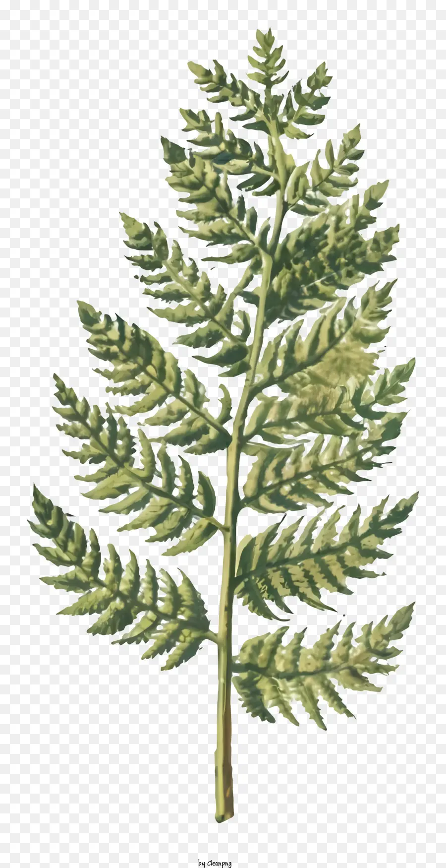 pianta di felce foglie verde felce a foglie foglie gialle foglie robuste - Pianta di felce a foglia con lunghe foglie verdi
