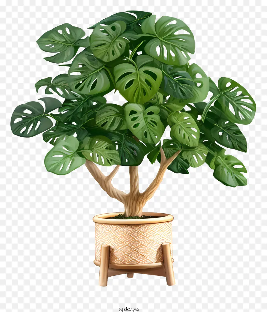 Große Topfpflanze grüne Blätter Holzständer Licht in Bild großer Topf - Große Topfpflanze mit Holzständer und Blättern