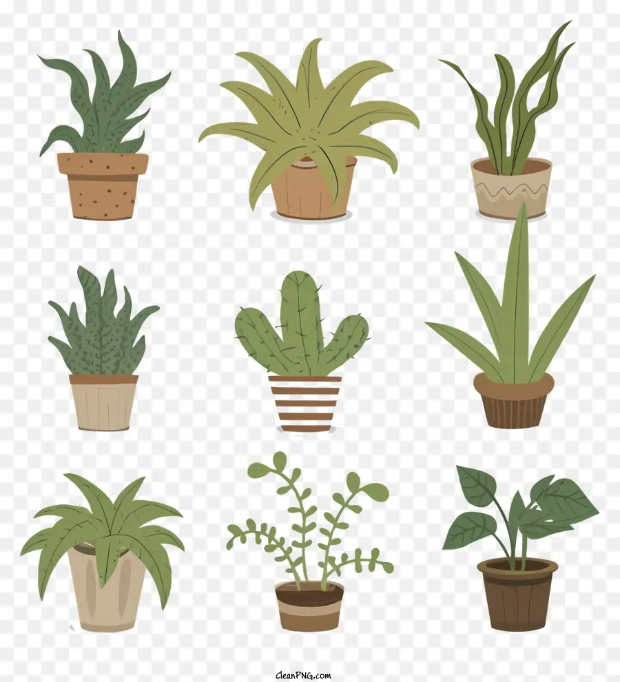 piante piante in pentole Raccolta di piante tipi di succulenti piccole foglie e steli - Raccolta di piante succulente in pentole di argilla