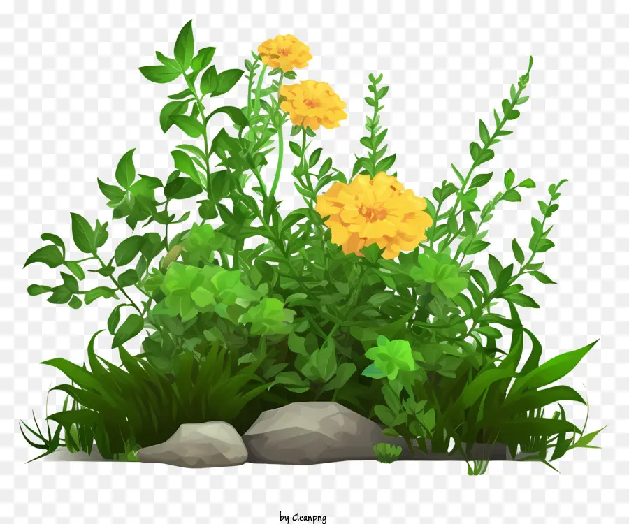 fiori selvatici in erba verde fiori gialli vegetazione roccia - Area erbosa verde con fiori selvatici gialli e rocce