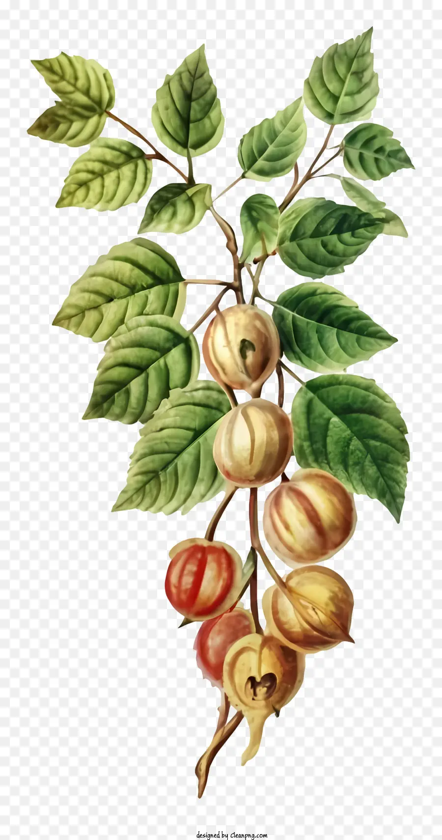 Cành cây để lại trái cây chín trái cây màu đỏ - Cây có trái và lá chín