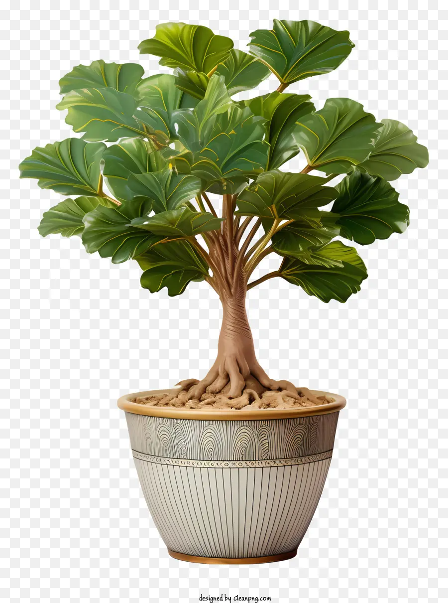 cây bonsai - Cây bonsai: lá nhỏ, xanh lá cây, thân cây chắc chắn, được chăm sóc tốt