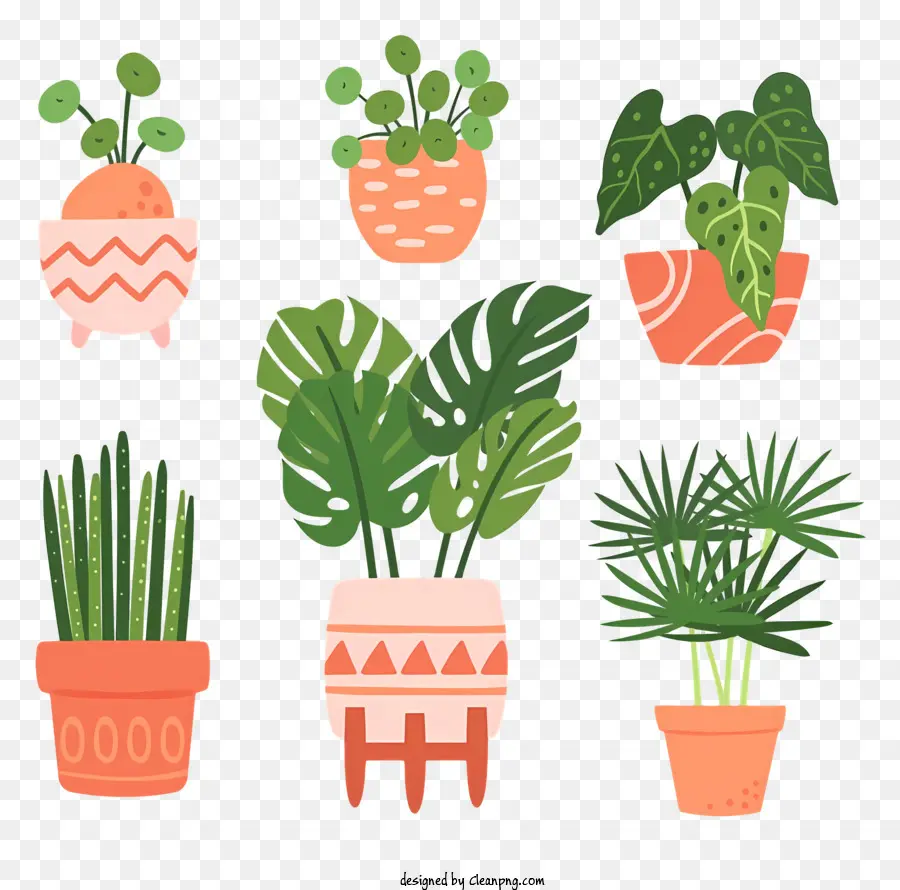 Kaktus - Verschiedene Topfpflanzen in verschiedenen Größen und Farben