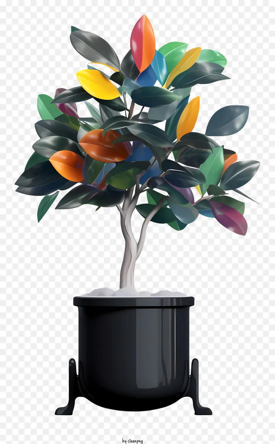 trái cam - Cây đầy màu sắc với nồi đen, lá đối xứng
