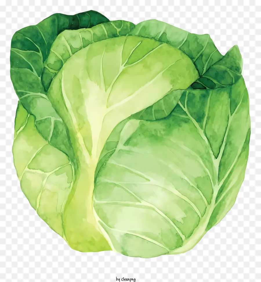 cabbage leaf painting green cabbage leaf watercolor cabbage leaf realistic cabbage leaf detailed cabbage leaf
