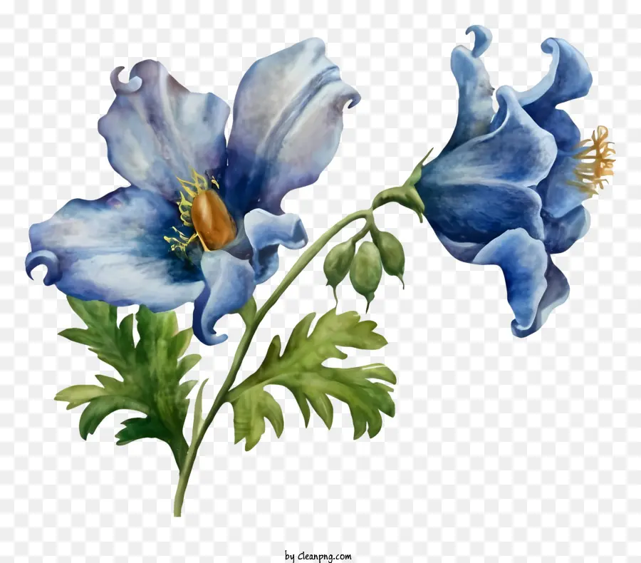 Blaue Blume - Blaue Blume auf schwarzem Hintergrund, grüne gesunde Blätter