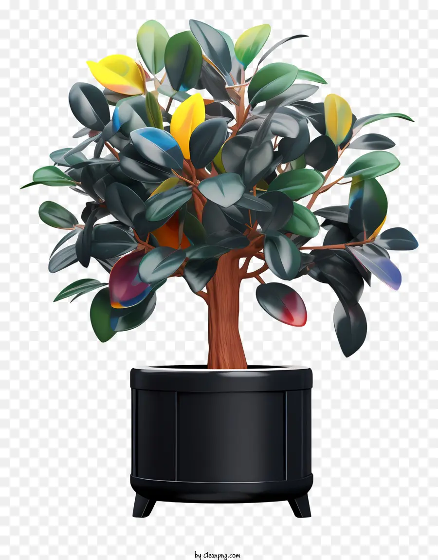 Pflanze in schwarze Topf mehrfarbige Blätter kreisförmige Musterblätter realistische Darstellung hoher Detailniveau - Lebendige Pflanze mit mehrfarbigen Blättern im Topf