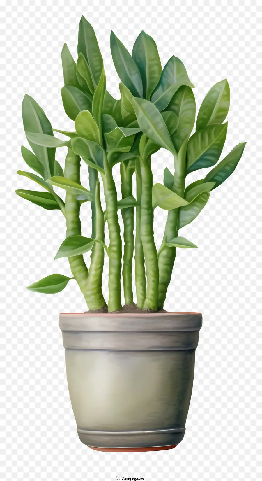 Pflanze in Topfgrüne Pflanze Lange Blätter Topf Pflanze schwarze Hintergrund - Grüne Pflanze im Topf auf schwarzem Hintergrund