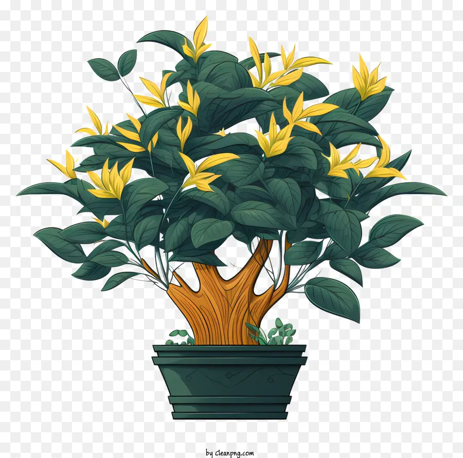 green potted plant round pot large stem yellow flowers vibrant leaves