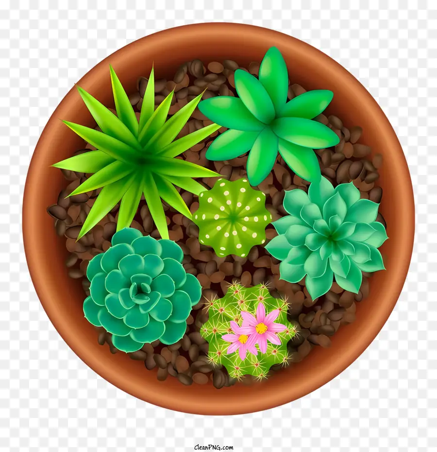 ceramic pot succulents cacti desert plants brownish soil