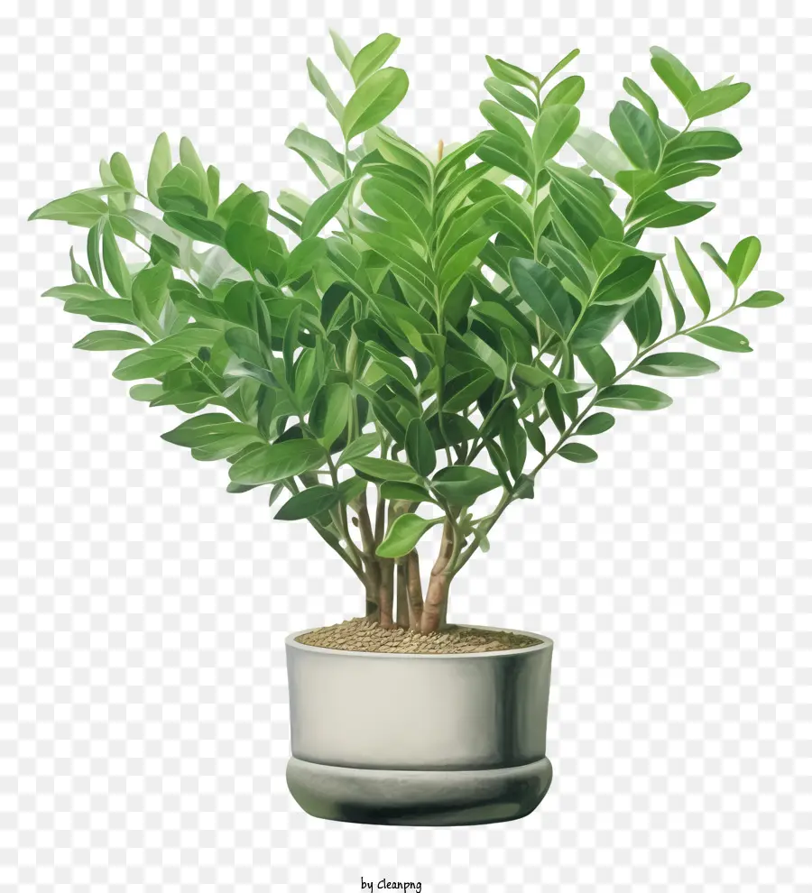 small plant white pot black background green leaves leaning plant