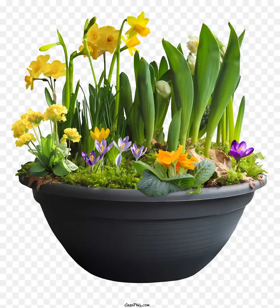 Frühlingsblumen - Helle Blumen kaskaden aus schwarzem Pflanzer